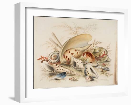 Study of Sea Shells, 1876-Joseph Smith-Framed Giclee Print