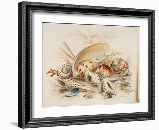 Study of Sea Shells, 1876-Joseph Smith-Framed Giclee Print