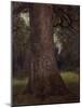 Study of the Trunk of an Elm Tree, circa 1821-John Constable-Mounted Giclee Print