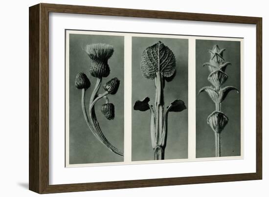 Study of Three Species of Plant. 1929 (Photogravure)-Karl Blossfeldt-Framed Giclee Print