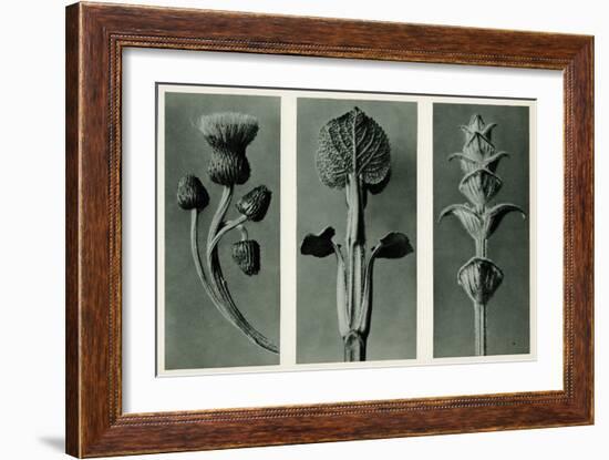 Study of Three Species of Plant. 1929 (Photogravure)-Karl Blossfeldt-Framed Giclee Print