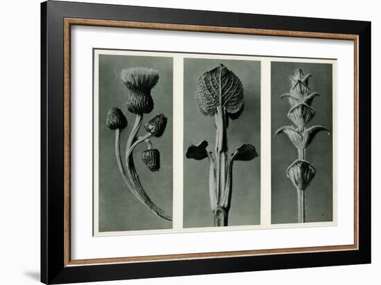 Study of Three Species of Plant. 1929 (Photogravure)-Karl Blossfeldt-Framed Giclee Print