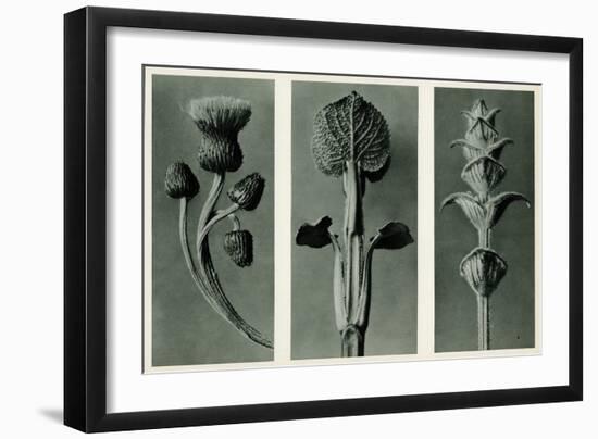 Study of Three Species of Plant. 1929 (Photogravure)-Karl Blossfeldt-Framed Giclee Print