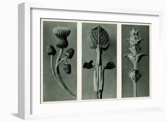 Study of Three Species of Plant. 1929 (Photogravure)-Karl Blossfeldt-Framed Giclee Print