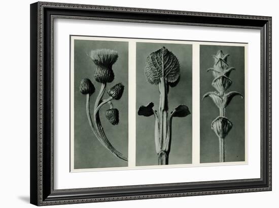 Study of Three Species of Plant. 1929 (Photogravure)-Karl Blossfeldt-Framed Giclee Print