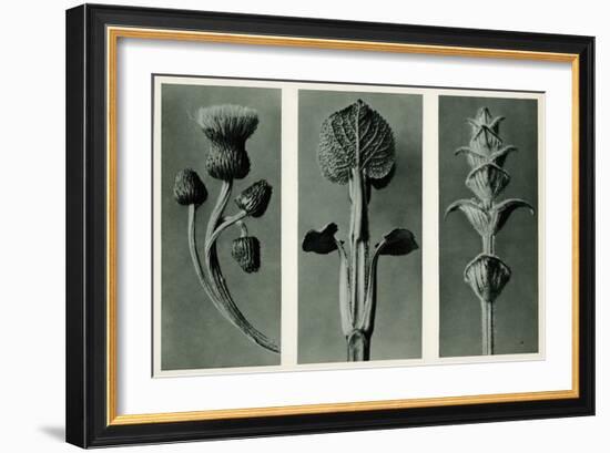 Study of Three Species of Plant. 1929 (Photogravure)-Karl Blossfeldt-Framed Giclee Print