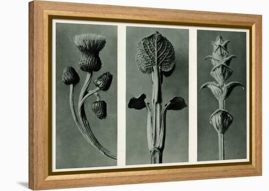 Study of Three Species of Plant. 1929 (Photogravure)-Karl Blossfeldt-Framed Premier Image Canvas