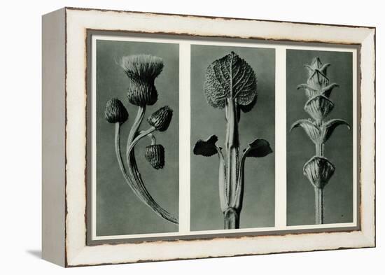 Study of Three Species of Plant. 1929 (Photogravure)-Karl Blossfeldt-Framed Premier Image Canvas