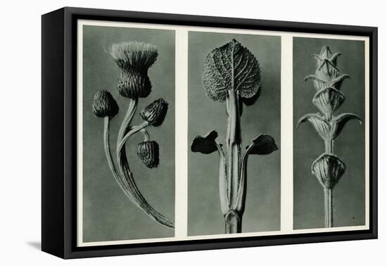 Study of Three Species of Plant. 1929 (Photogravure)-Karl Blossfeldt-Framed Premier Image Canvas