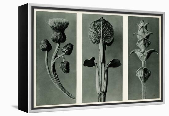 Study of Three Species of Plant. 1929 (Photogravure)-Karl Blossfeldt-Framed Premier Image Canvas