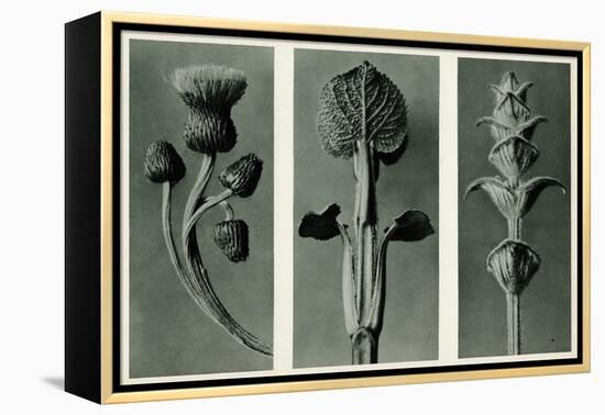 Study of Three Species of Plant. 1929 (Photogravure)-Karl Blossfeldt-Framed Premier Image Canvas