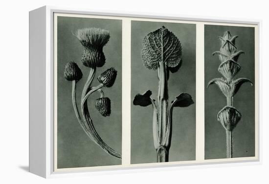 Study of Three Species of Plant. 1929 (Photogravure)-Karl Blossfeldt-Framed Premier Image Canvas
