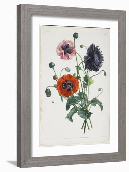 Study of Three Types of Poppies, 1805-Jean-Louis Prevost-Framed Giclee Print