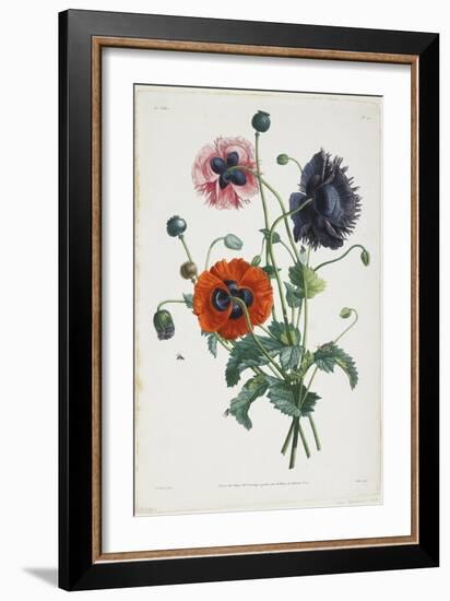 Study of Three Types of Poppies, 1805-Jean-Louis Prevost-Framed Giclee Print