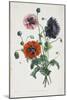 Study of Three Types of Poppies, 1805-Jean-Louis Prevost-Mounted Giclee Print