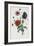 Study of Three Types of Poppies, 1805-Jean-Louis Prevost-Framed Giclee Print