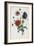 Study of Three Types of Poppies, 1805-Jean-Louis Prevost-Framed Giclee Print