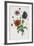 Study of Three Types of Poppies, 1805-Jean-Louis Prevost-Framed Giclee Print