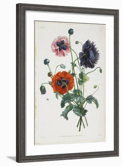 Study of Three Types of Poppies, 1805-Jean-Louis Prevost-Framed Giclee Print