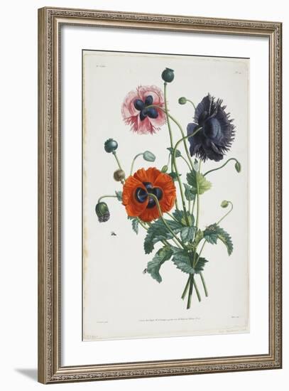 Study of Three Types of Poppies, 1805-Jean-Louis Prevost-Framed Giclee Print