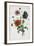 Study of Three Types of Poppies, 1805-Jean-Louis Prevost-Framed Giclee Print