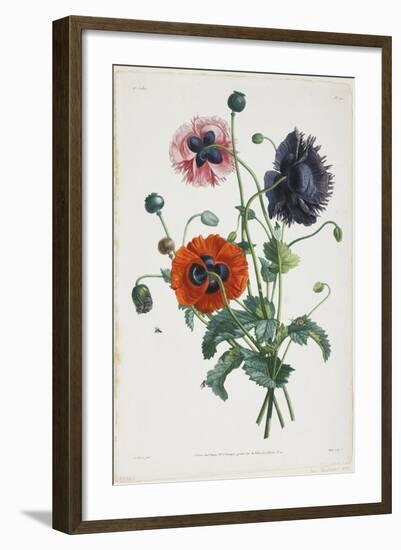 Study of Three Types of Poppies, 1805-Jean-Louis Prevost-Framed Giclee Print