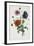 Study of Three Types of Poppies, 1805-Jean-Louis Prevost-Framed Giclee Print