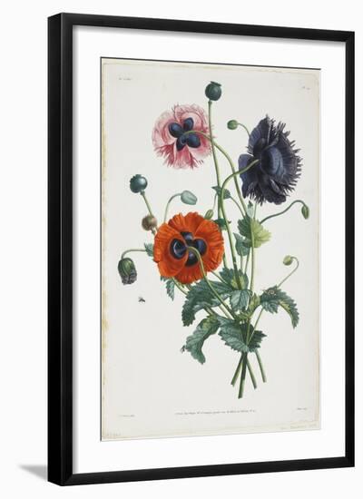 Study of Three Types of Poppies, 1805-Jean-Louis Prevost-Framed Giclee Print