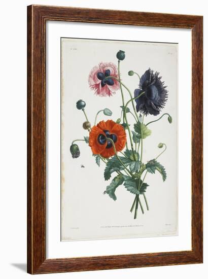 Study of Three Types of Poppies, 1805-Jean-Louis Prevost-Framed Giclee Print