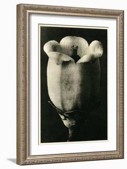 Study of Vaccinium Corymbosum (Blueberry) Flower. C.1929 (Photo)-Karl Blossfeldt-Framed Giclee Print