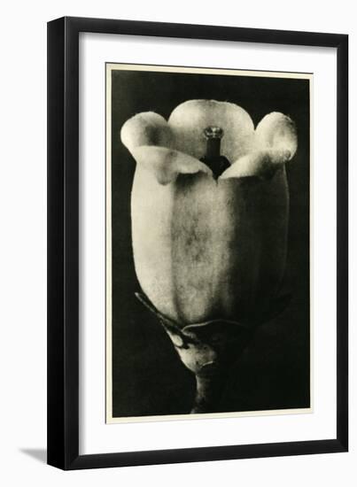 Study of Vaccinium Corymbosum (Blueberry) Flower. C.1929 (Photo)-Karl Blossfeldt-Framed Giclee Print