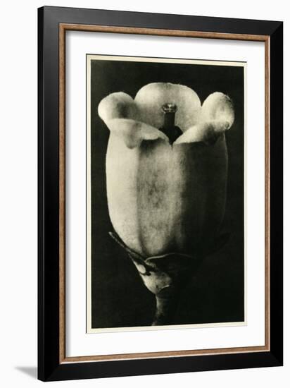 Study of Vaccinium Corymbosum (Blueberry) Flower. C.1929 (Photo)-Karl Blossfeldt-Framed Giclee Print