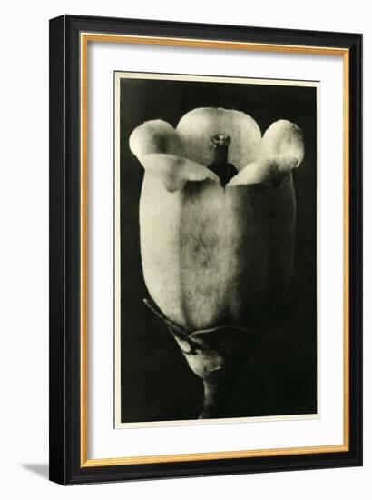 Study of Vaccinium Corymbosum (Blueberry) Flower. C.1929 (Photo)-Karl Blossfeldt-Framed Giclee Print