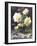 Study of White Roses-Frans Mortelmans-Framed Giclee Print