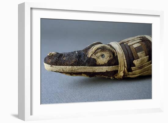 Stuffed Crocodile, Dating from Roman Period AD, Detail-null-Framed Giclee Print