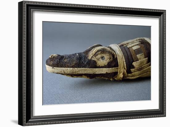 Stuffed Crocodile, Dating from Roman Period AD, Detail-null-Framed Giclee Print