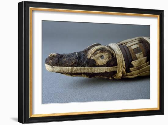 Stuffed Crocodile, Dating from Roman Period AD, Detail-null-Framed Giclee Print
