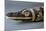 Stuffed Crocodile, Dating from Roman Period AD, Detail-null-Mounted Giclee Print