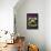 Stuffed Figs on Rocket Salad-Anthony Lanneretonne-Framed Premier Image Canvas displayed on a wall