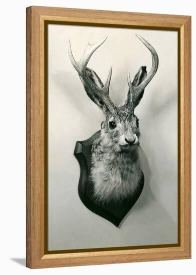 Stuffed Jackalope-null-Framed Stretched Canvas