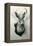 Stuffed Jackalope-null-Framed Stretched Canvas