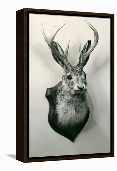 Stuffed Jackalope-null-Framed Stretched Canvas