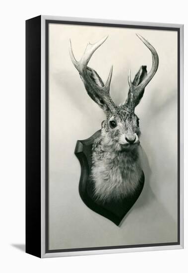 Stuffed Jackalope-null-Framed Stretched Canvas