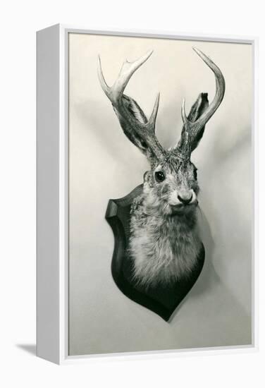 Stuffed Jackalope-null-Framed Stretched Canvas