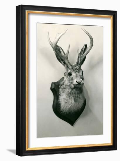 Stuffed Jackalope-null-Framed Art Print