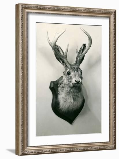 Stuffed Jackalope-null-Framed Premium Giclee Print