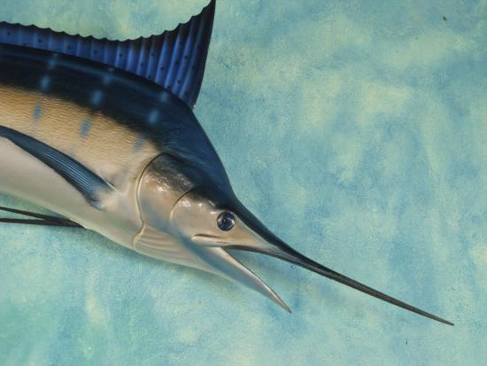 stuffed marlin hanging at