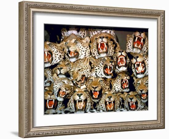 Stuffed Tiger Trophy Heads of Big Game Hunters Are Piled Up in Paul Zimmerman's Taxidermy Shop-Loomis Dean-Framed Photographic Print