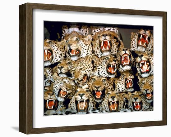 Stuffed Tiger Trophy Heads of Big Game Hunters Are Piled Up in Paul Zimmerman's Taxidermy Shop-Loomis Dean-Framed Photographic Print