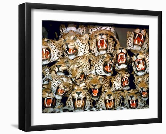 Stuffed Tiger Trophy Heads of Big Game Hunters Are Piled Up in Paul Zimmerman's Taxidermy Shop-Loomis Dean-Framed Photographic Print